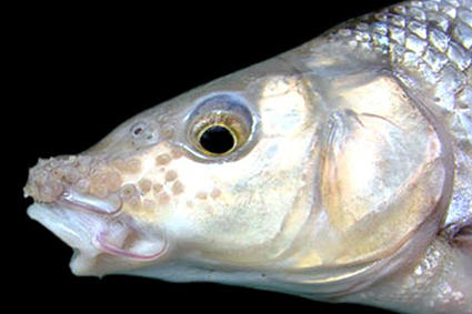 Luciobarbus microcephalus_02.jpg